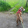 Baky a rejoint le concours — aidez-le/la à gagner de superbes lots ! dog, leash, harness, dirt_path, grass, bushes, field, horse, shelter, trees, nature, outdoor, animal, pet, canine, greenery, rural, walking, summer, scenery