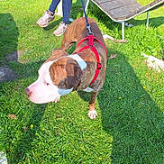 Baky a rejoint le concours — aidez-le/la à gagner de superbes lots ! dog, leash, red_harness, grass, person, bench, gloves, sunlight, shadow, outdoor, greenery, casual_clothing, footwear, nature, daytime, pet, animal, resting, human, park