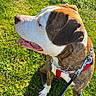 Baky participe au concours pour gagner de l'argent avec cette photo : dog, canine, pet, outdoor, grass, sunlight, red_harness, leash, brown_and_white, tongue_out, happy, sitting, ears, collar, nature, close_up, animal, daytime, park, playful