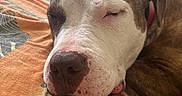 Baky a rejoint le concours — aidez-le/la à gagner de superbes lots ! dog, sleeping, bed, blanket, indoor, closeup, brown, white, nose, paw, relaxed, pet, canine, resting, fur, collar, animal, cute, face, peaceful