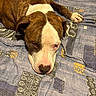 Baky participe au concours pour gagner de l'argent avec cette photo : dog, brown, white, lying_down, blanket, patterned_blanket, pet, canine, resting, indoors, sleepy, close_up, fur, animal, paw, snout, ears, bed, relaxed, domestic_animal