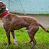 Baky a rejoint le concours — aidez-le/la à gagner de superbes lots ! dog, brindle, red_collar, grass, outdoor, pet, canine, side_view, alert, standing, animal, nature, greenery, wall, curious, domestic_animal, mammal, fence, ears, tail