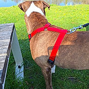 Baky a rejoint le concours — aidez-le/la à gagner de superbes lots ! animal, back_view, brown_dog, canine, daylight, dog, fur, grass, greenery, leash, nature, outdoor, park, pet, pond, quiet, red_harness, summer, sunlight, water
