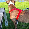animal, back_view, brown_dog, canine, daylight, dog, fur, grass, greenery, leash, nature, outdoor, park, pet, pond, quiet, red_harness, summer, sunlight, water