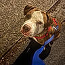 Baky participe au concours pour gagner de l'argent avec cette photo : dog, animal, pet, leash, harness, brown, white, outdoor, pavement, night, street, canine, looking_up, close_up, walking, sidewalk, ears, fur, muzzle, companion