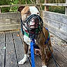 Baky a rejoint le concours — aidez-le/la à gagner de superbes lots ! basket_muzzle, brindle_dog, brown_fur, canine, collar, dog, forest, harness, leash, natural_light, outdoor, pet, pit_bull_type, portrait, sitting, trees, warning_tag, white_paws, wooden_deck, wooden_fence