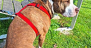 Baky participe au concours pour gagner de l'argent avec cette photo : animal, bench, brown, calm, canine, daylight, dog, fur, grass, greenery, leash, nature, outdoor, park, pet, red_harness, side_view, sitting, sunlight, white