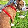 Baky participe au concours pour gagner de l'argent avec cette photo : animal, bench, brown, calm, canine, daylight, dog, fur, grass, greenery, leash, nature, outdoor, park, pet, red_harness, side_view, sitting, sunlight, white