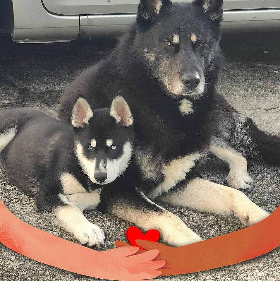 Vakita participe au concours pour gagner de l'argent avec cette photo : ancient_dog_breeds, automotive_tire, canis, carnivore, comfort, companion_dog, dog, dog_breed, fur, non_sporting_group, photography, sitting, snout, terrestrial_animal, tire, wheel, working_animal, working_dog