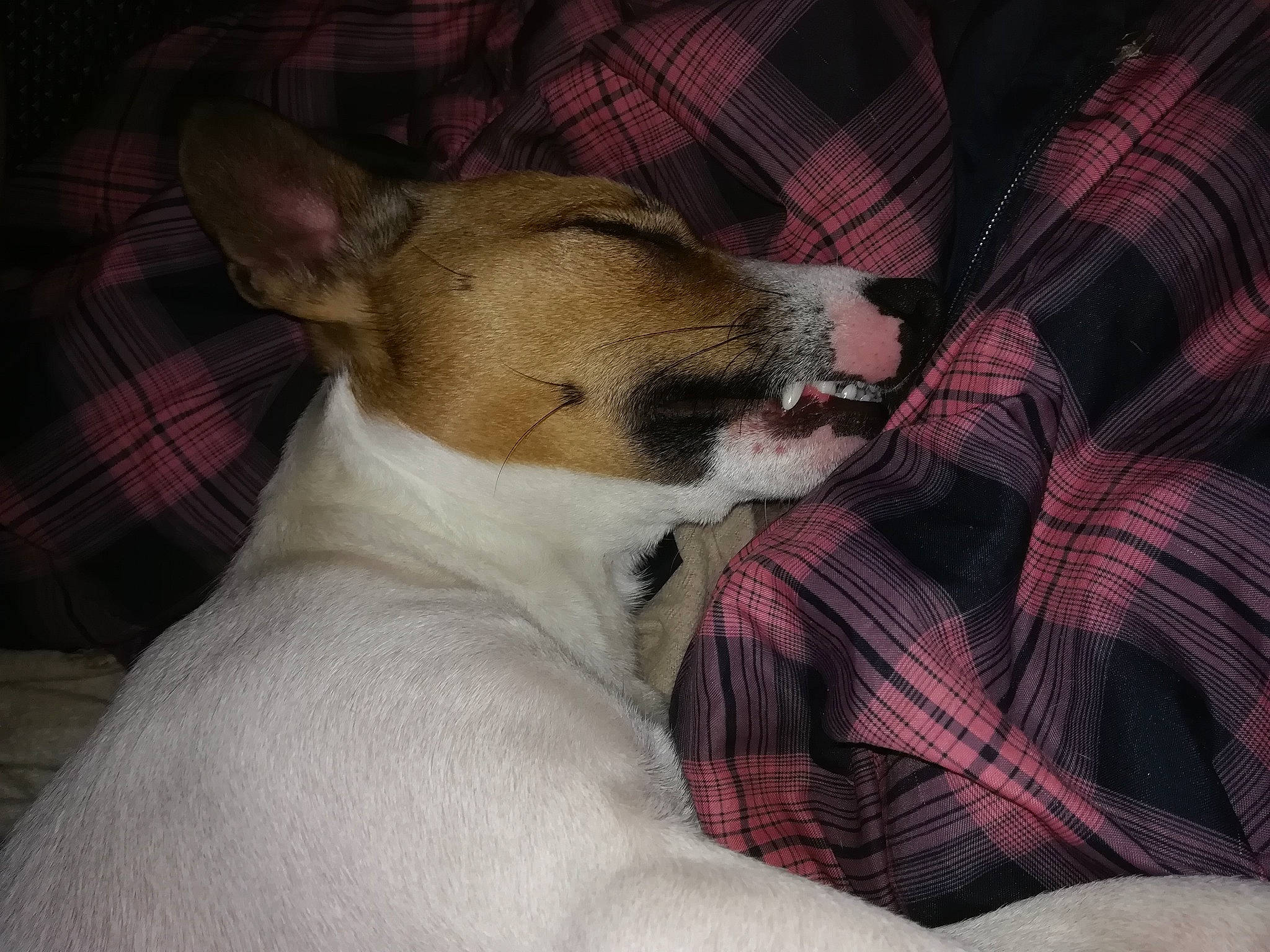 Rémy participe au concours pour gagner de l'argent avec cette photo : carnivore, comfort, companion_dog, couch, dog, dog_breed, fawn, felidae, fur, linens, paw, plaid, small_to_medium_sized_cats, snout, sporting_group, tartan, terrestrial_animal, terrier, toy_dog, whiskers