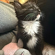 Yuji is registered to the contest to win money with this photo: kitten, cat, black_and_white, whiskers, stuffed_toy, bunny, plush, indoor, cozy, fur, pet, animal, cute, young, soft_toy, sitting, looking_up, domestic, comfort, closeup