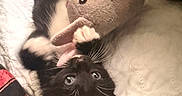 Yuji is registered to the contest to win money with this photo: kitten, black_and_white, cat, toy, stuffed_animal, bunny, plush, pet, bed, quilt, playful, paws, whiskers, lying_down, cute, indoor, fur, animal, young, curious