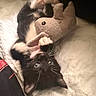 kitten, black_and_white, cat, toy, stuffed_animal, bunny, plush, pet, bed, quilt, playful, paws, whiskers, lying_down, cute, indoor, fur, animal, young, curious