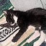 Yuji joined the competition — help win amazing prizes! kitten, cat, sleeping, black_and_white, fur, paw, blanket, knitted, cozy, resting, pet, animal, cute, domestic_cat, feline, soft, indoor, relaxing, young, nap
