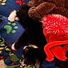 cat, black_and_white_cat, blanket, paw_prints, teddy_bear, plush_toy, red_plush, fuzzy, sleeping, resting, cozy, indoor, soft, cute, animal, pet, snuggling, colorful, fabric, comfort