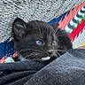 kitten, cat, black_cat, blue_eyes, close_up, resting, cozy, knitted_blanket, colorful, pattern, pet, animal, fur, whiskers, cute, young, indoor, comfort, relaxing, soft_texture