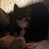 Yuji is registered to the contest to win money with this photo: cat, black_and_white, stuffed_toy, bunny, plush, indoor, curtain, patterned, cozy, pet, whiskers, feline, soft_toy, animal, resting, dark, shadow, fabric, home, cute