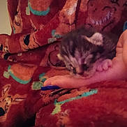 Bean is registered to the contest to win money with this photo: kitten, newborn, hand, blanket, sleeping, cozy, fuzzy, paw, pet, animal, closeup, pattern, indoor, soft, tiny, fur, human_hand, low_light, out_of_focus, date_stamp