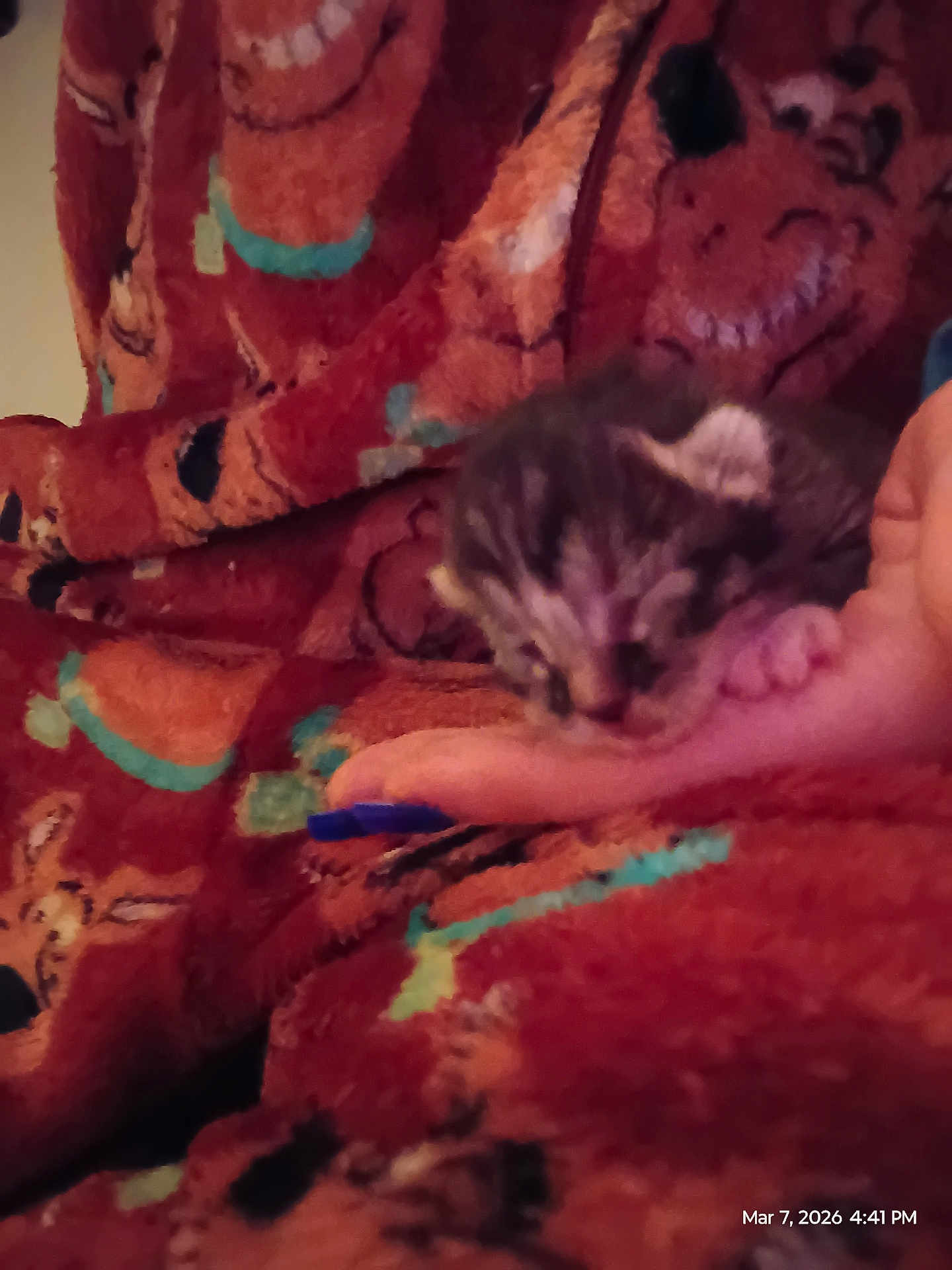 Bean is registered to the contest to win money with this photo: kitten, newborn, hand, blanket, sleeping, cozy, fuzzy, paw, pet, animal, closeup, pattern, indoor, soft, tiny, fur, human_hand, low_light, out_of_focus, date_stamp