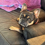 Oakley joined the competition — help win amazing prizes! dog, french_bulldog, pet, canine, black_and_tan, lying_down, couch, sofa, blanket, pink, living_room, indoor, relaxed, face, ears, paws, brown_eyes, collar, remote_control, furniture