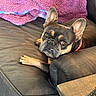dog, french_bulldog, pet, canine, black_and_tan, lying_down, couch, sofa, blanket, pink, living_room, indoor, relaxed, face, ears, paws, brown_eyes, collar, remote_control, furniture