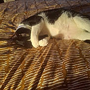 Jax joined the competition — help win amazing prizes! animal, bed, bedspread, black_and_white, cat, collar, cozy, cute, feline, fur, indoor, pattern, paw, pet, relaxed, resting, sleeping, soft_light, striped, whiskers