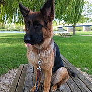 Ashka participe au concours pour gagner de l'argent avec cette photo : dog, german_shepherd, puppy, outdoor, bench, grass, tree, leash, park, tongue_out, canine, pet, nature, wood, summer, cute, animal, sitting, greenery, daytime