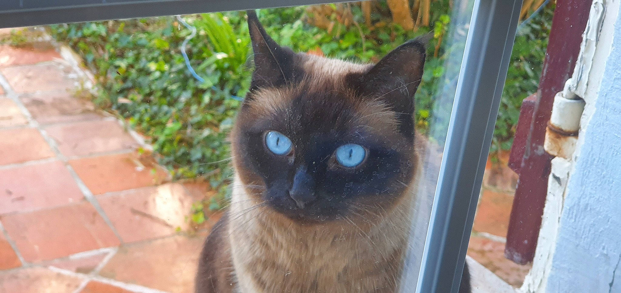 Isis participe au concours pour gagner de l'argent avec cette photo : balinese, birman, black_cat, burmese, carnivore, cat, domestic_long_haired_cat, eye, felidae, iris, korat, mammal, nebelung, ojos_azules, siamese, small_to_medium_sized_cats, thai, tonkinese, vertebrate, whiskers