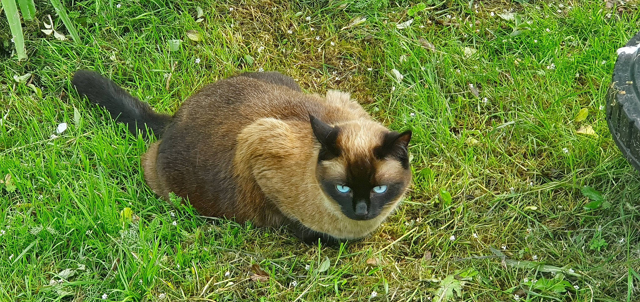 Isis a rejoint le concours — aidez-le/la à gagner de superbes lots ! balinese, birman, burmese, carnivore, cat, domestic_short_haired_cat, fawn, felidae, grass, mammal, plant, siamese, small_to_medium_sized_cats, tail, thai, tonkinese, vertebrate, whiskers