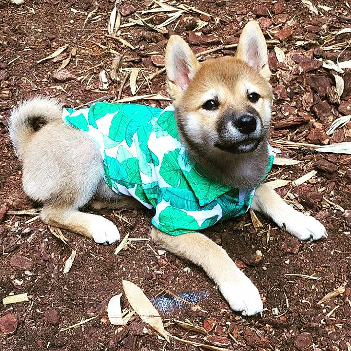 Hoshi a rejoint le concours — aidez-le/la à gagner de superbes lots ! canidae, carnivore, companion_dog, dog, dog_breed, dog_clothes, dog_supply, fawn, fur, grass, plant, snout, soil, sporting_group, tail, terrestrial_animal, toy_dog, whiskers, wildlife, working_animal