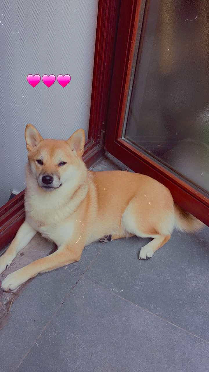 Hoshi participe au concours pour gagner de l'argent avec cette photo : canidae, carnivore, companion_dog, dog, dog_breed, dog_supply, door, fawn, flooring, hardwood, home_door, non_sporting_group, paw, snout, spitz, sporting_group, tail, wood, working_animal, working_dog