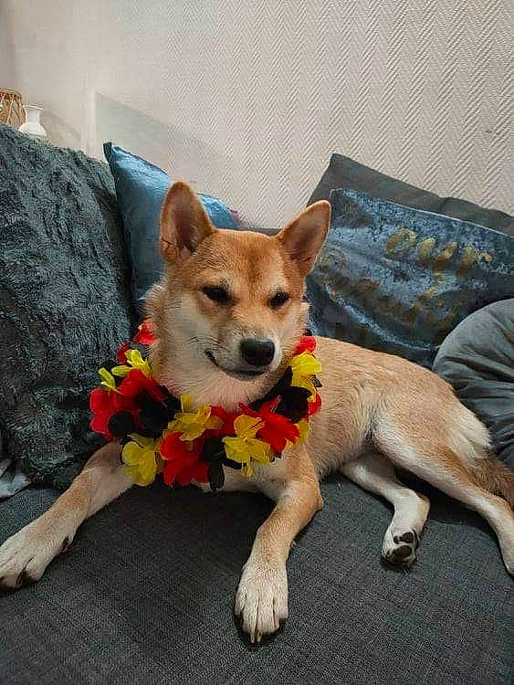 Hoshi participe au concours pour gagner de l'argent avec cette photo : canidae, carnivore, chihuahua, collar, comfort, companion_dog, couch, dog, dog_breed, dog_clothes, dog_supply, fawn, linens, paw, pillow, snout, sporting_group, tail, toy_dog, working_animal