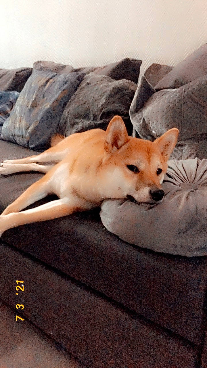 Hoshi participe au concours pour gagner de l'argent avec cette photo : ancient_dog_breeds, canidae, canis, carnivore, comfort, companion_dog, dog, dog_breed, fawn, flooring, fur, paw, snout, spitz, sporting_group, tail, terrestrial_animal, whiskers, wood, working_animal