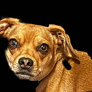 Charley joined the competition — help win amazing prizes! dog, pet, brown_dog, close_up, portrait, big_eyes, snout, ears, collar, fur, animal, black_background, cutout, cropped, whiskers, staring, expression, studio_style, head, companion