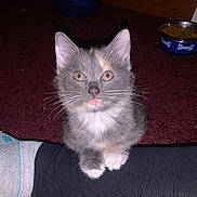 Carmel is registered to the contest to win money with this photo: amber_eyes, animal, carpet, cat, curious, cute, domestic_animal, floor, food_bowl, fur, gray_cat, home, indoor, kitten, person_leg, pet, socks, water_bowl, whiskers, white_paws