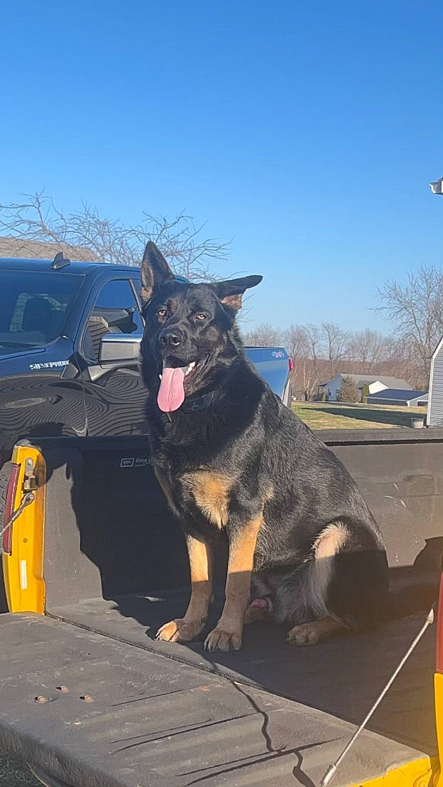 Maverick is registered to the contest to win money with this photo: automotive_exterior, automotive_tire, automotive_wheel_system, canidae, carnivore, dog, dog_breed, electric_blue, fur, guard_dog, herding_dog, hood, sky, snout, sporting_group, tree, vehicle, winter, working_animal, working_dog