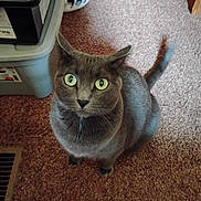 Smokey is registered to the contest to win money with this photo: cat, gray_cat, pet, indoor, carpet, green_eyes, curious, feline, animal, domestic, looking_up, whiskers, tail, ears, floor, home, storage_bins, laundry_basket, sitting, close_up