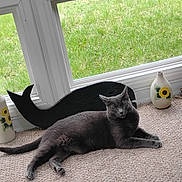 Smokey is registered to the contest to win money with this photo: animal, black_whale_figure, carpet, cat, cozy, decorative_vase, floor, flower_painting, glass_window, gray_cat, green_grass, home_decor, indoor, natural_light, pet, relaxed, resting, sunlight, vase, window