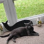 animal, black_whale_figure, carpet, cat, cozy, decorative_vase, floor, flower_painting, glass_window, gray_cat, green_grass, home_decor, indoor, natural_light, pet, relaxed, resting, sunlight, vase, window