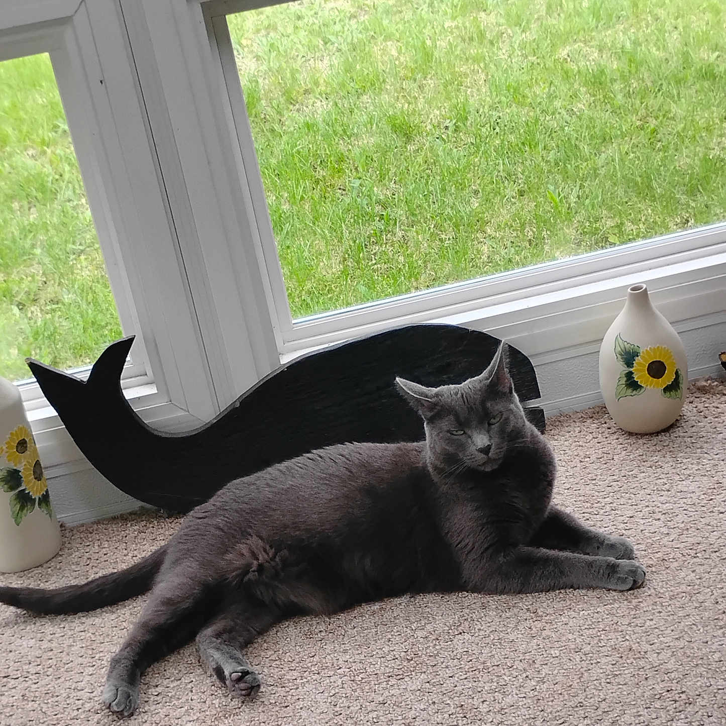 Smokey is registered to the contest to win money with this photo: animal, black_whale_figure, carpet, cat, cozy, decorative_vase, floor, flower_painting, glass_window, gray_cat, green_grass, home_decor, indoor, natural_light, pet, relaxed, resting, sunlight, vase, window