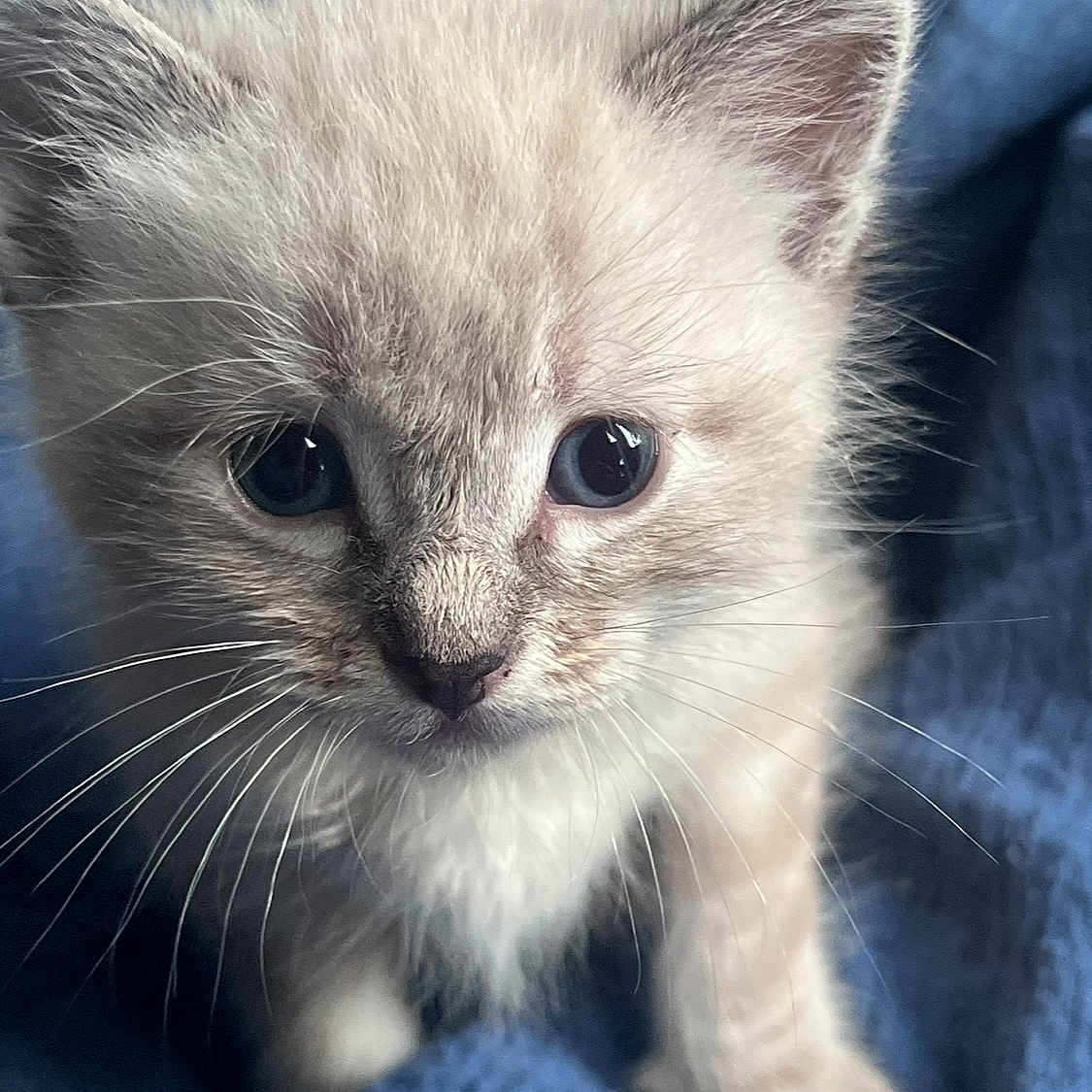 Nala joined the competition — help win amazing prizes! kitten, cat, animal, pet, cute, furry, whiskers, ears, blue_blanket, close_up, portrait, young, small, curious, soft, indoor, feline, adorable, fluffy, eyes