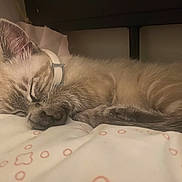 Nala is registered to the contest to win money with this photo: kitten, sleeping, bed, blanket, fur, paw, cozy, cute, indoor, resting, animal, pet, whiskers, ears, soft, closeup, calm, domestic, young, relaxation
