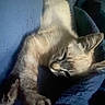 cat, sleeping, paw, fur, cozy, blanket, blue, stretching, animal, pet, whiskers, relaxing, cute, indoors, feline, nap, soft, warm, resting, closeup
