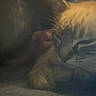 Nala is registered to the contest to win money with this photo: cat, feline, pet, close_up, blurry, dim_lighting, fur, paw, hand, resting, indoor, cozy, soft, sleepy, animal, companion, quiet, gentle, warm, comfort