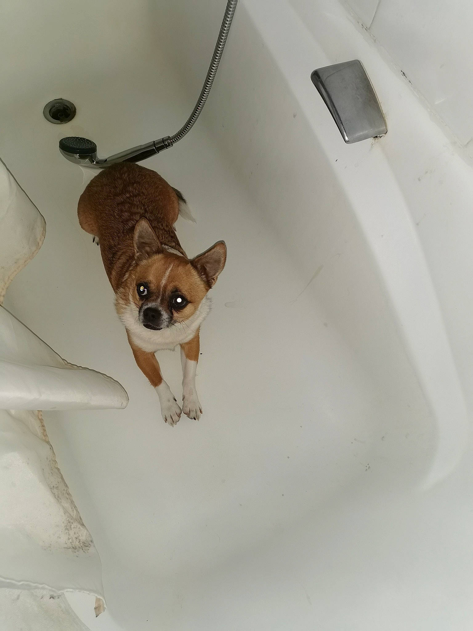 Scoubi-doo participe au concours pour gagner de l'argent avec cette photo : carnivore, chair, chihuahua, comfort, companion_dog, dog, eyewear, fashion_accessory, fawn, fur, linens, metal, pet_supply, plumbing_fixture, sleeve, snout, tail, toy_dog, whiskers, working_animal