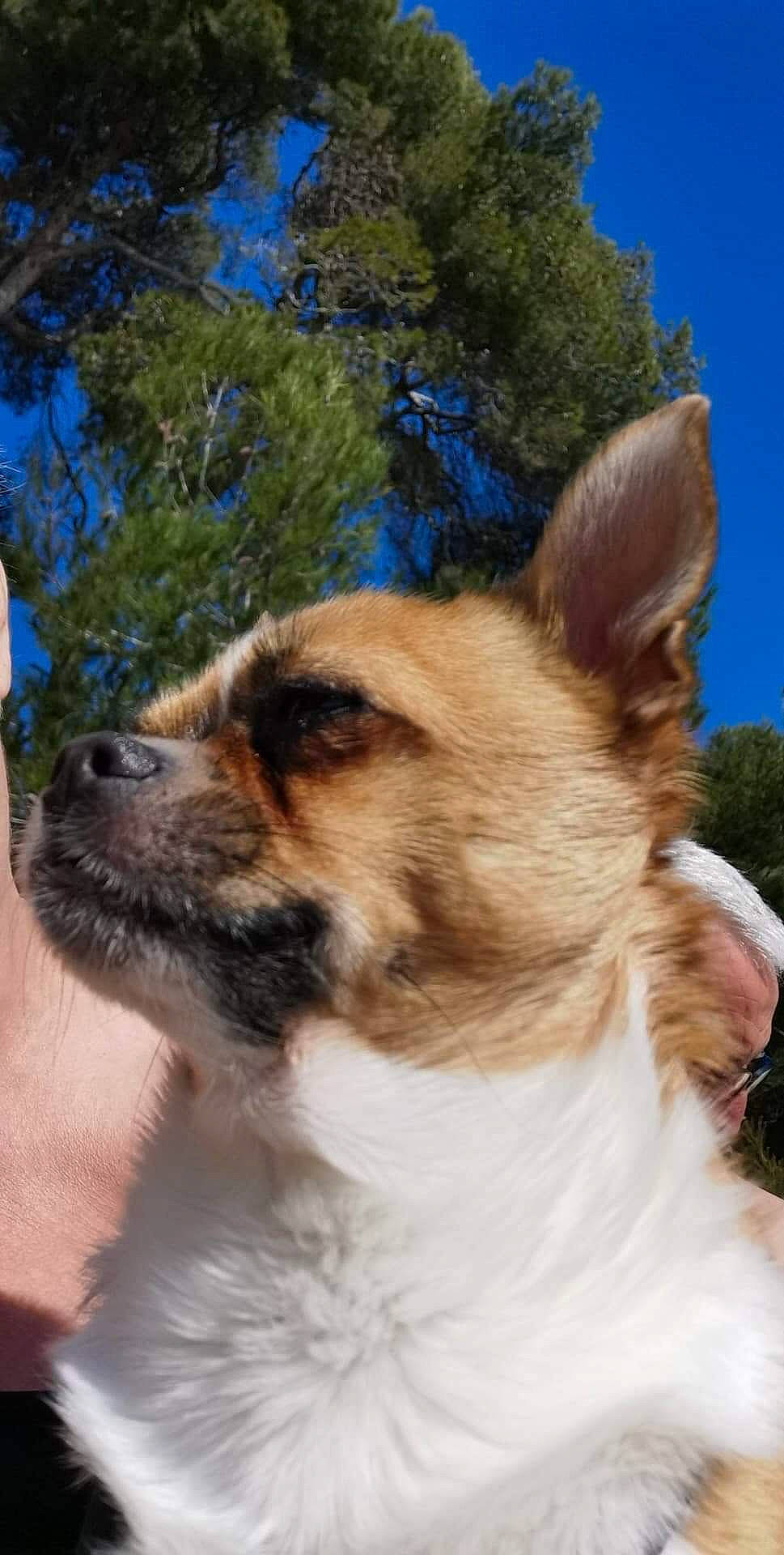 Scoubi-doo participe au concours pour gagner de l'argent avec cette photo : canidae, carnivore, collar, companion_dog, dog, dog_breed, fawn, fur, plant, sky, snout, sporting_group, tail, terrestrial_animal, tree, whiskers, wildlife