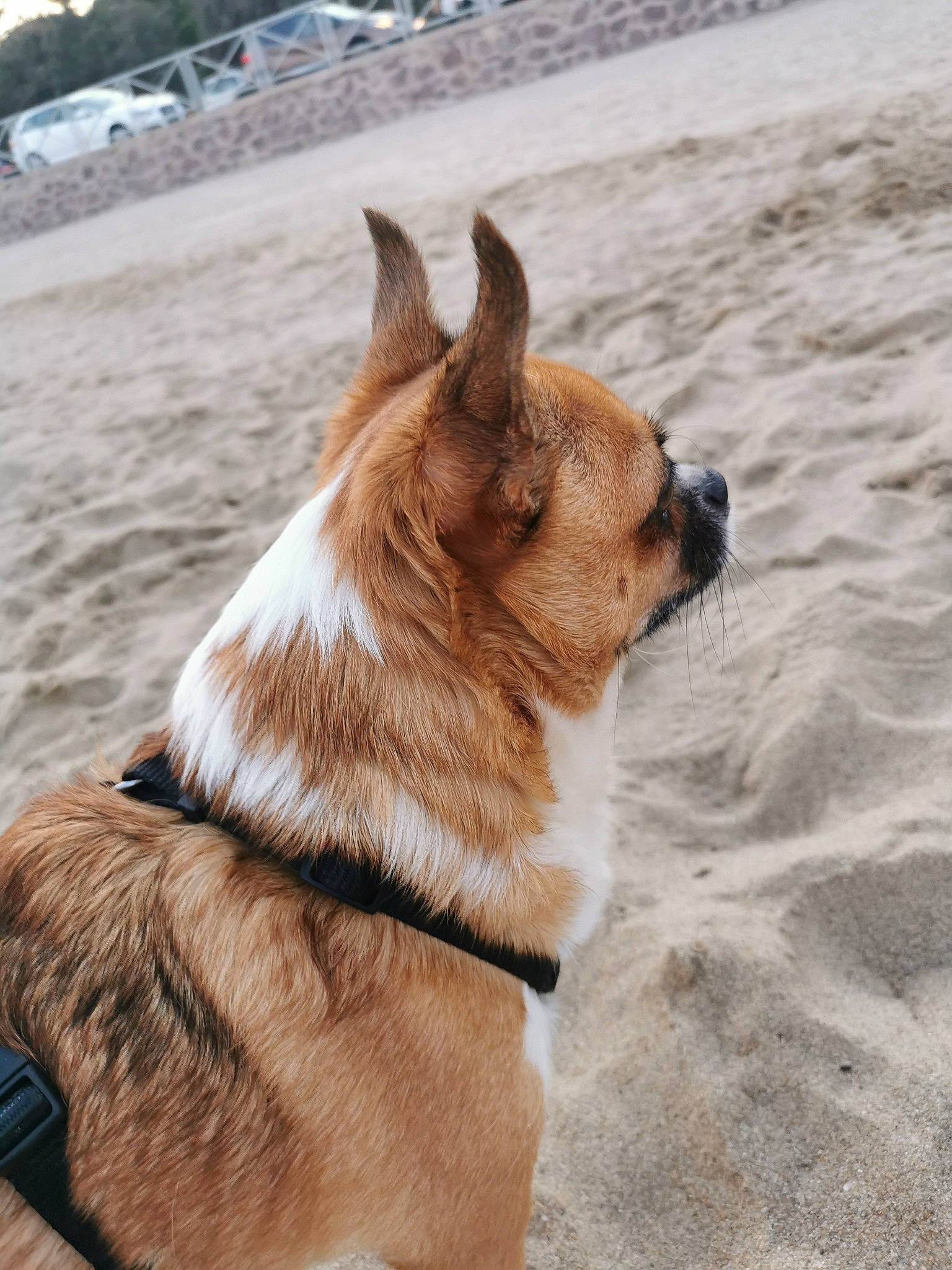 Scoubi-doo participe au concours pour gagner de l'argent avec cette photo : canidae, cardigan_welsh_corgi, carnivore, collar, companion_dog, dog, dog_breed, dog_collar, dog_supply, fawn, fur, herding_dog, leash, liver, tail, welsh_corgi, whiskers, wood, working_animal, working_dog