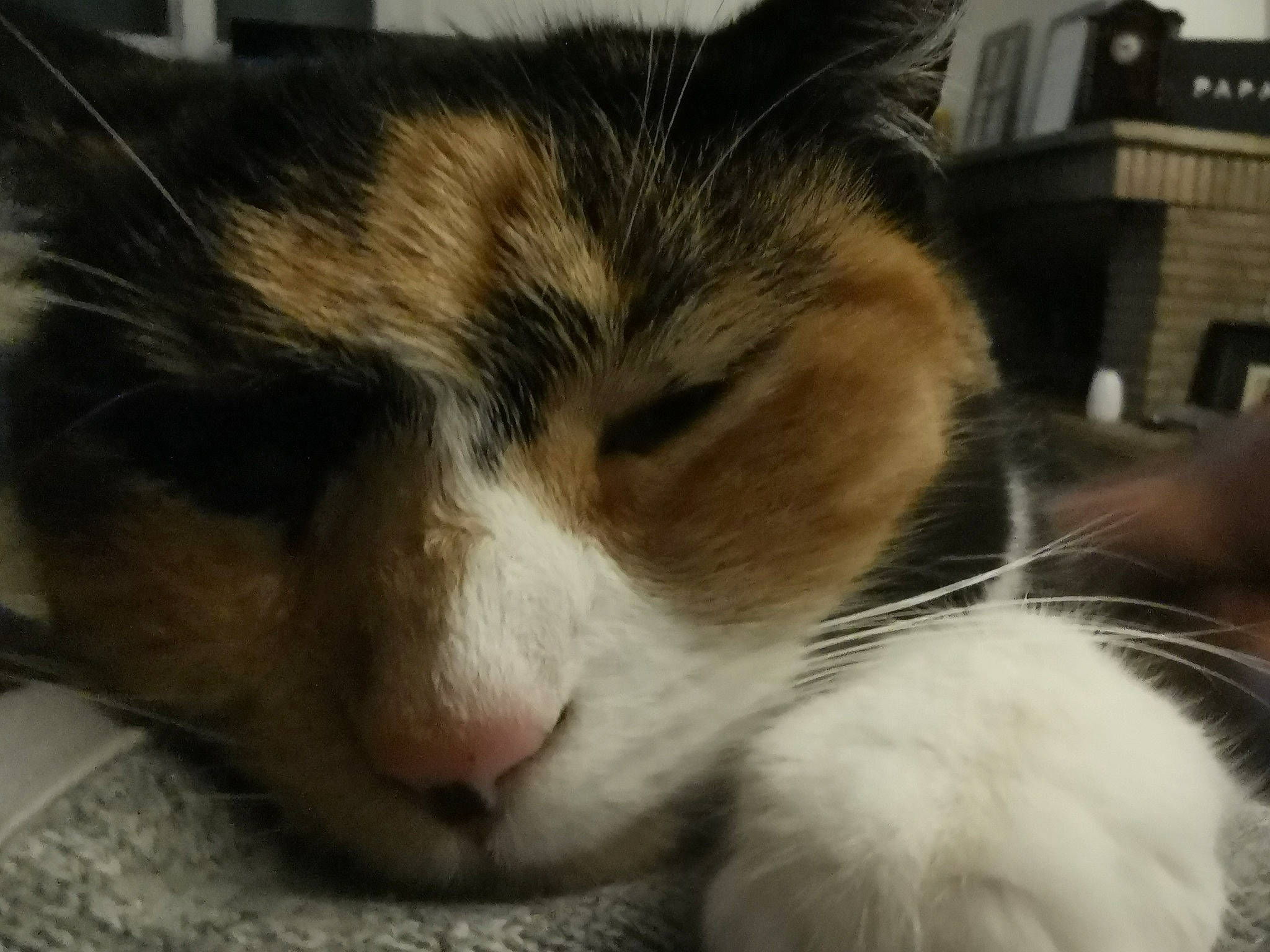 Arizona a rejoint le concours — aidez-le/la à gagner de superbes lots ! carnivore, cat, comfort, domestic_short_haired_cat, felidae, fur, nap, paw, sleep, small_to_medium_sized_cats, snout, whiskers