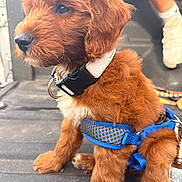 Teddy joined the competition — help win amazing prizes! animal, attention, background_blur, blue_harness, brown_fur, canine, closeup, cute, dog, floor, fur, indoor, legs, person, pet, puppy, sitting, sneakers, white_collar, young