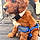 Teddy
